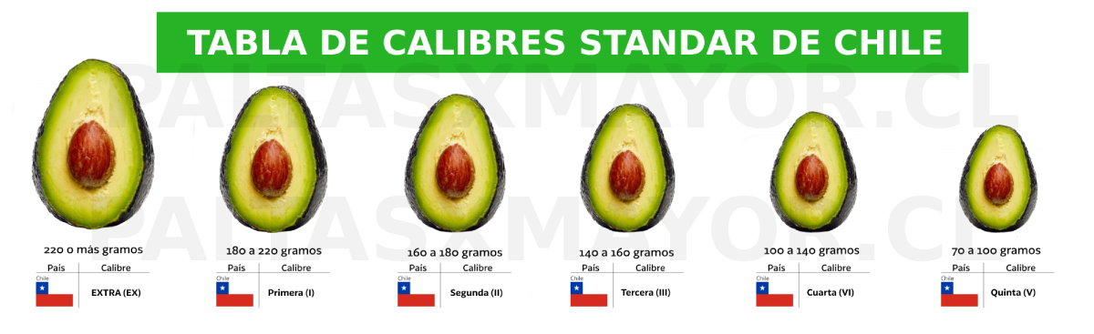 TABLA-DE-CALIBRE-DE-CHILE-STANDAR-PALTAS-POR-MAYOR.CL-2025-C tabla de calibres de paltas hass en chile