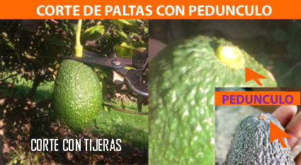PALTAS-CON-PEDUNCULO