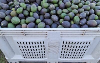 Consejos para clientes mayoristas: cómo optimizar tus compras y maximizar tus ganancias