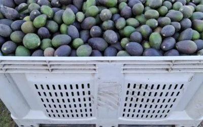 Consejos para clientes mayoristas: cómo optimizar tus compras y maximizar tus ganancias