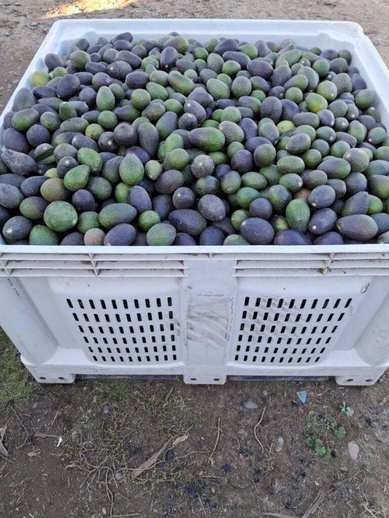 paltas por mayor