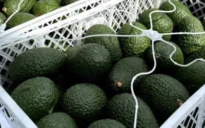 La palta peruana en Chile: oportunidades para mayoristas y distribuidores