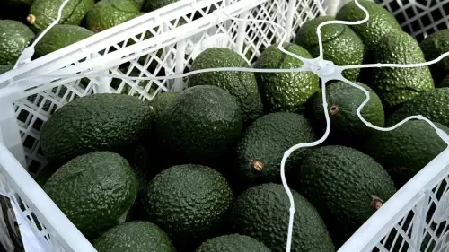 PALTAS POR MAYOR PERUANAS VENTA POR KILOS