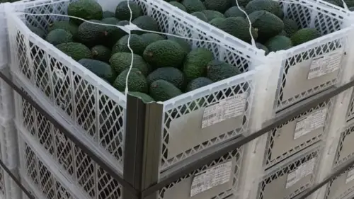 PALTAS POR MAYOR PERUANAS POR PALLET