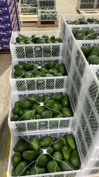 paltas x mayor paltas peruanas