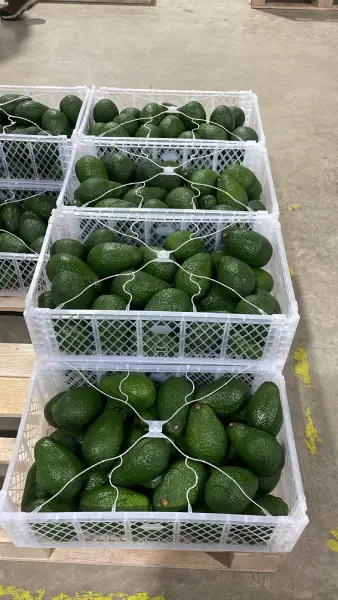 paltas peruanas